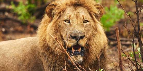 Rewilding portugal